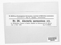 Alectoria sarmentosa image